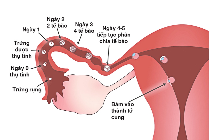 Rụng trứng là dấu hiệu khỏe mạnh ở phụ nữ