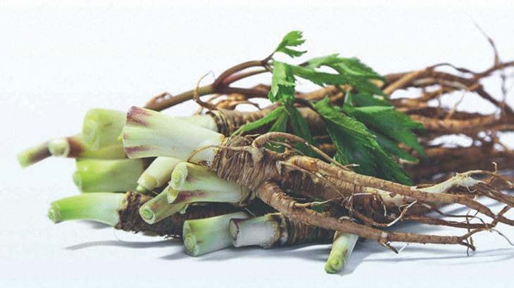 Đương quy: “Thánh dược” bổ máu
