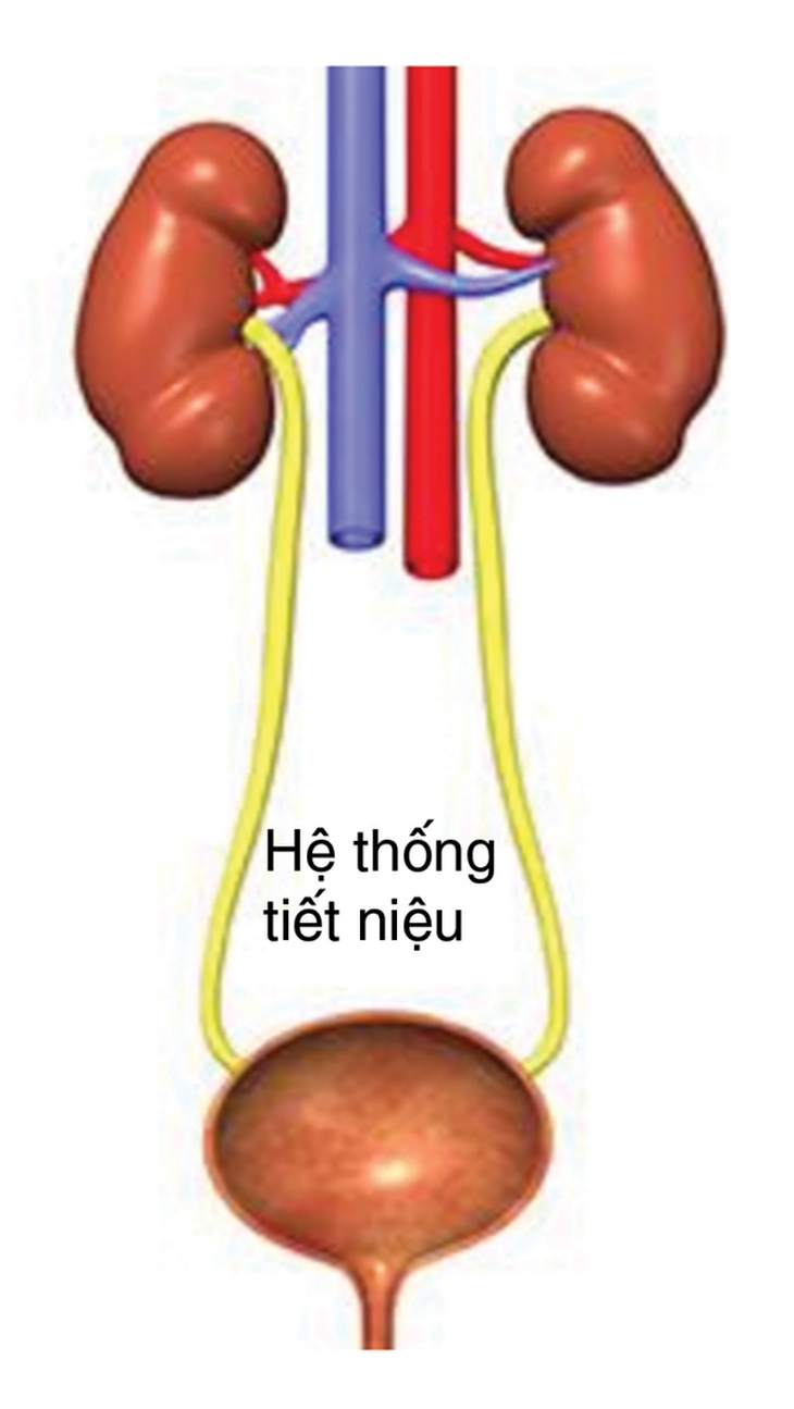 Cảnh giác với nhiễm trùng đường tiết niệu