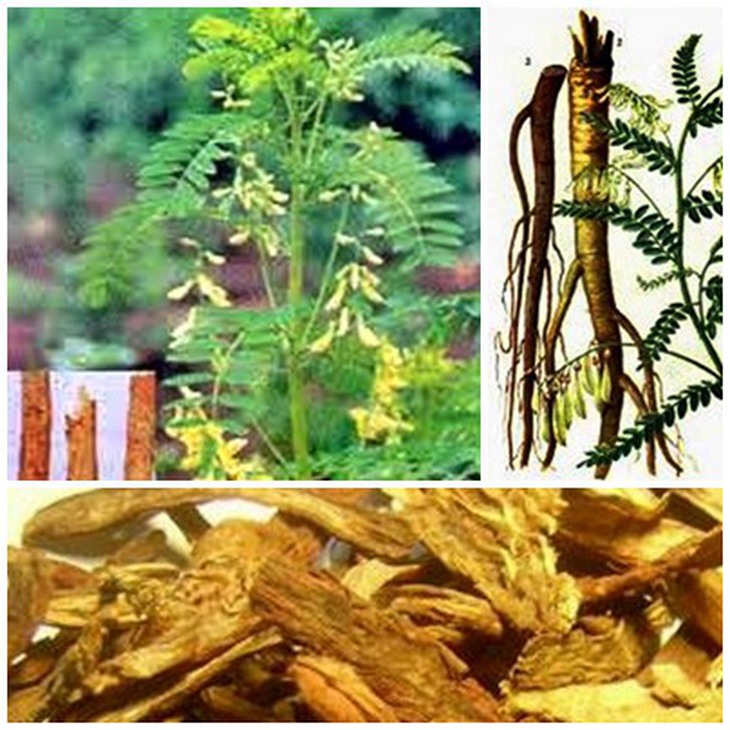Bàn về cách dùng bài Bổ trung ích khí thang