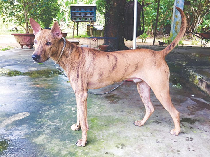 Khôn như chó Phú Quốc