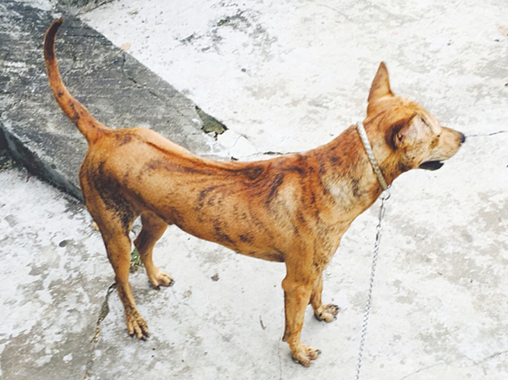 Khôn như chó Phú Quốc