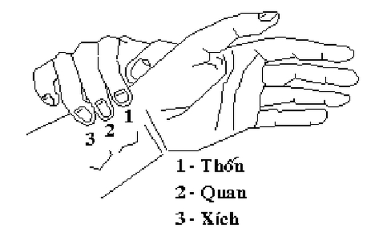 Phương pháp xem mạch của Hải Thượng Lãn Ông
