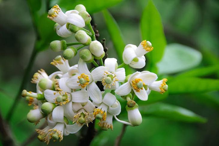 Thuốc từ hoa vườn nhà