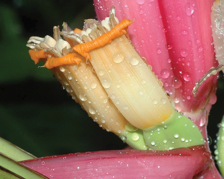 Thuốc từ hoa vườn nhà