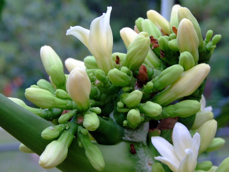 Thuốc từ hoa vườn nhà