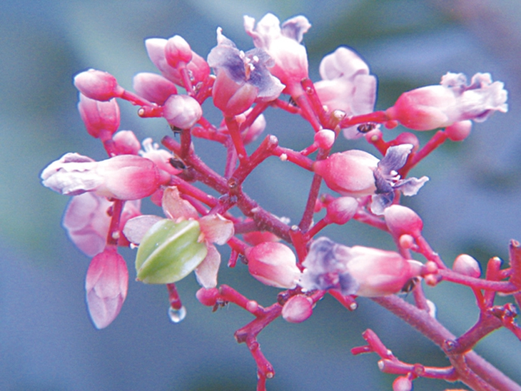 Thuốc từ hoa vườn nhà
