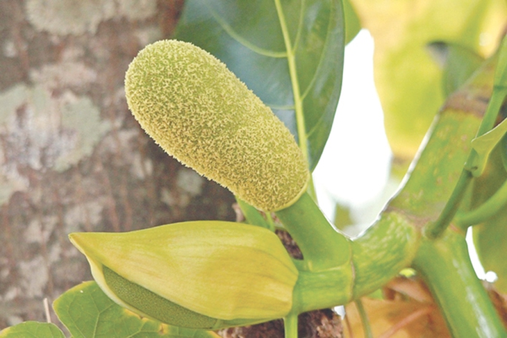 Thuốc từ hoa vườn nhà