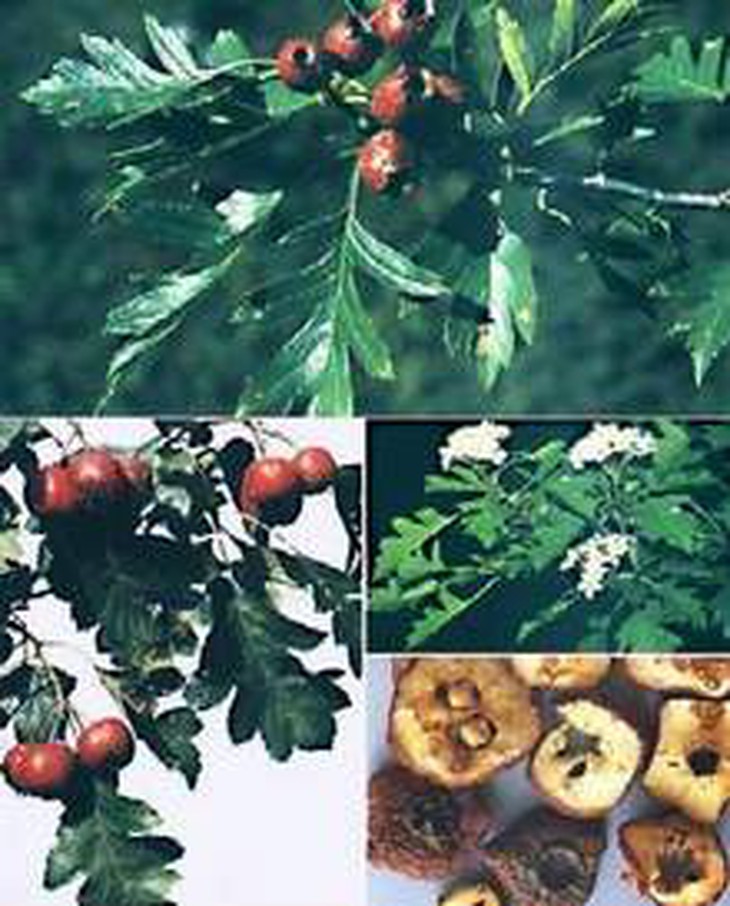 Bài thuốc trị chán ăn ở trẻ