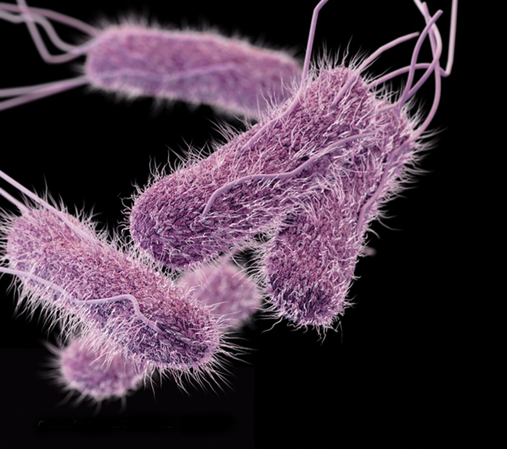 Thực phẩm nhiễm Salmonella