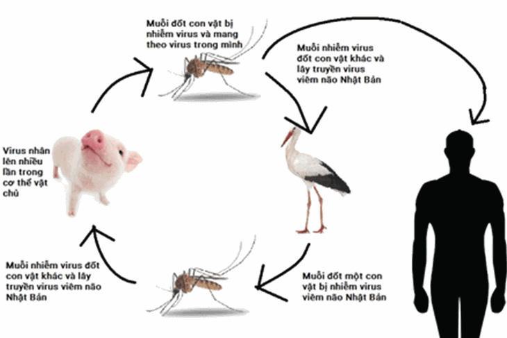Viêm não Nhật Bản