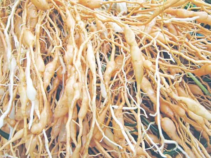 Mạch môn đông trị ho, bổ phổi