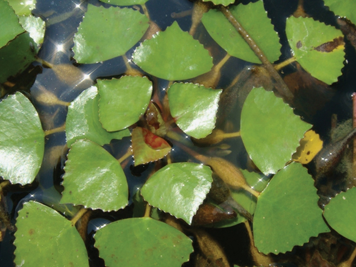 Củ ấu nhiều công dụng