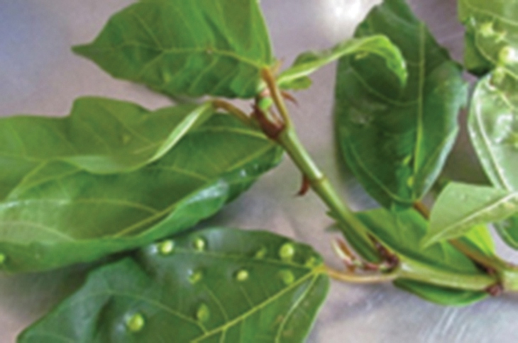 Thuốc Nam trị giời leo
