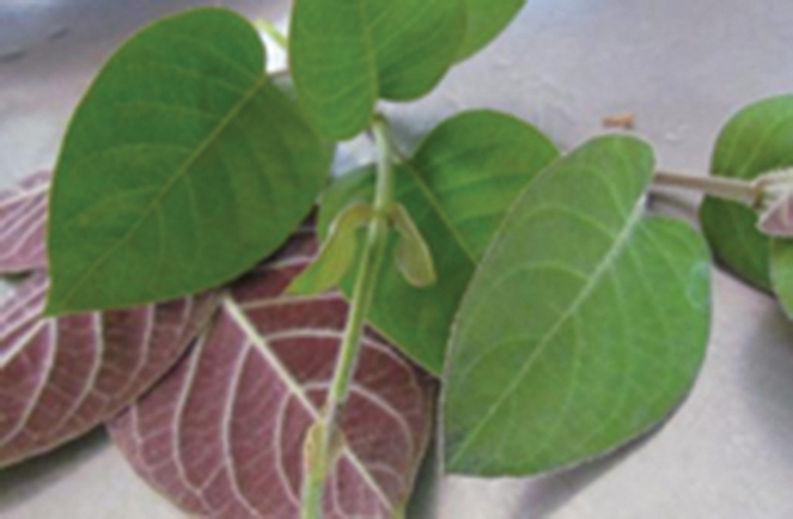 Thuốc Nam trị giời leo