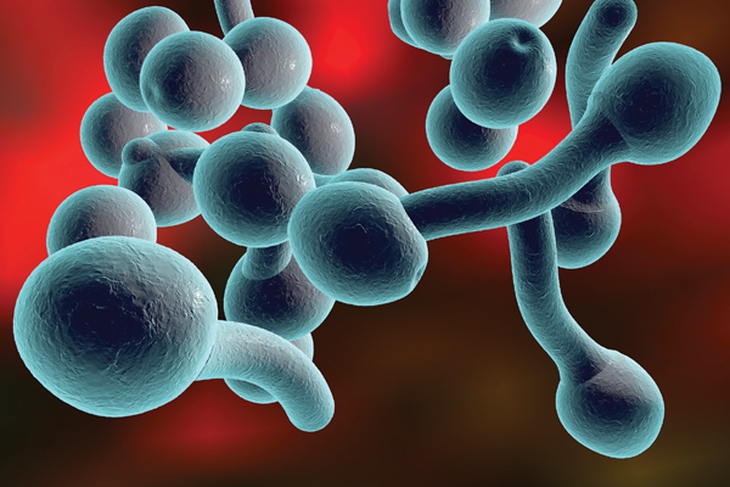 Nấm men Candida, một trong những nguyên nhân của hội chứng tiết dịch âm đạo