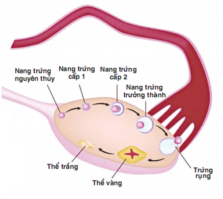 Nang trứng