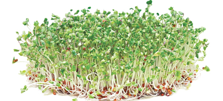 Bổ sung vitamin từ rau quả