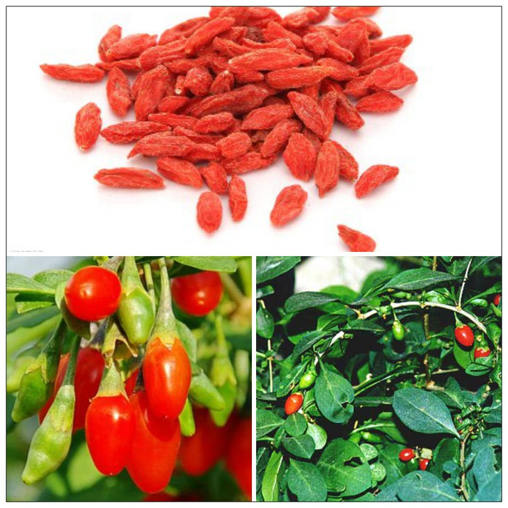 Rượu thuốc dùng trong mùa thu
