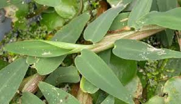 Phòng bệnh tay chân miệng bằng Ðông y