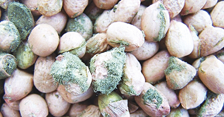 Nấm mốc 