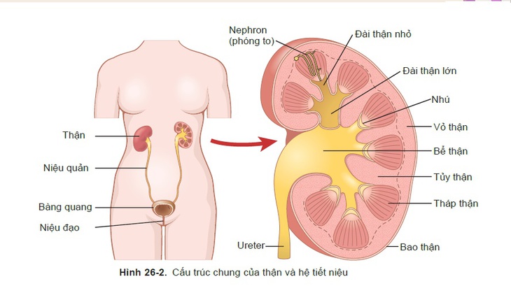 Bệnh thận - tiết niệu