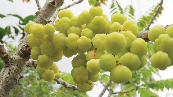 Chùm ruột