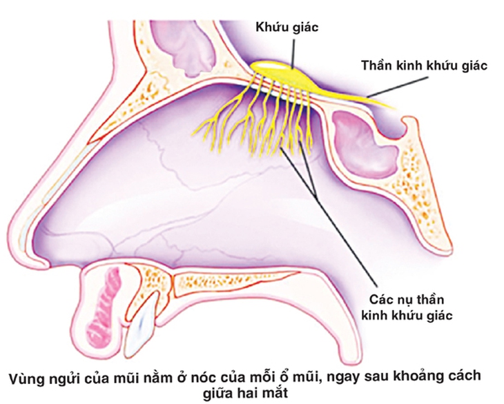 Nguy cơ rối loạn khứu giác ở bệnh nhân bệnh hô hấp