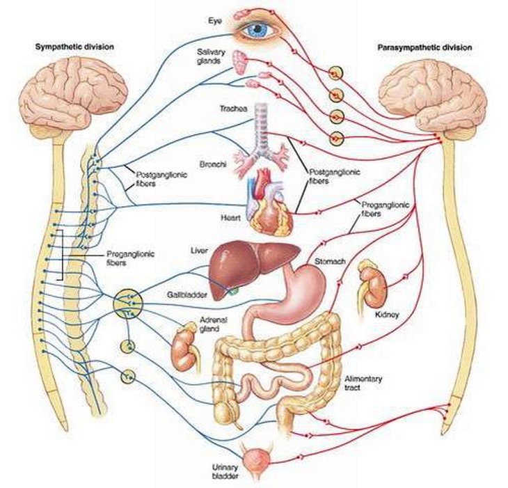 Rối loạn thần kinh thực vật do đâu?