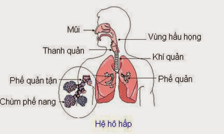 Nhiễm khuẩn đường hô hấp