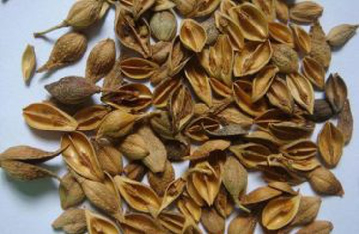 Bài thuốc đẩy lui bệnh, bồi bổ sức khỏe trong mùa xuân