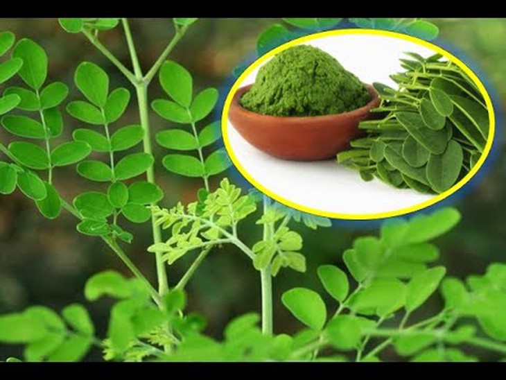 Cây chùm ngây làm thuốc