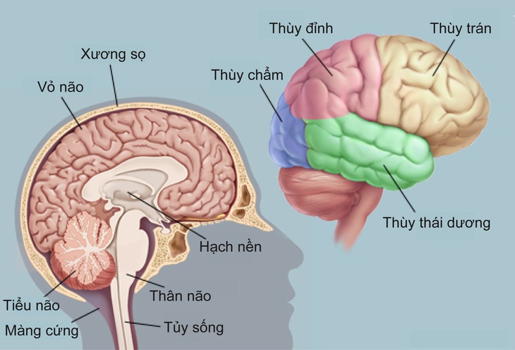 Cách làm chậm sự lão hoá của não bộ