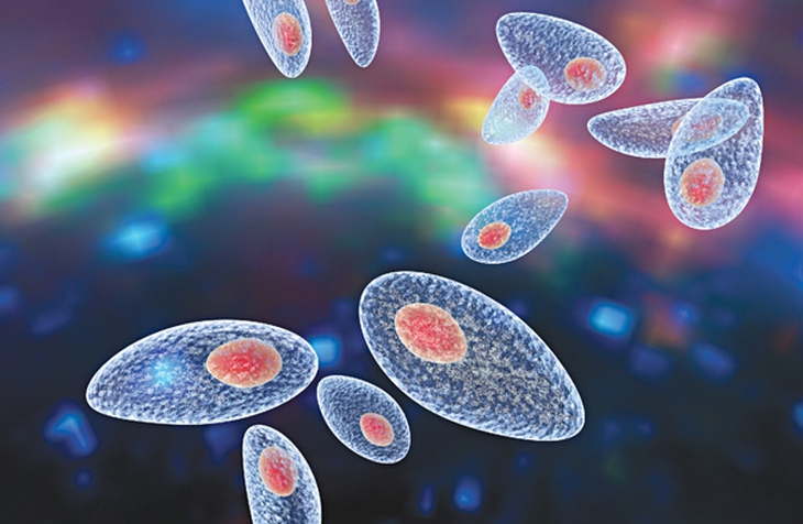 Mối đe dọa thai phụ mang tên “Toxoplasma”