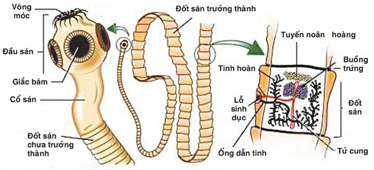 Sán dây lợn gây bệnh ở người như thế nào?