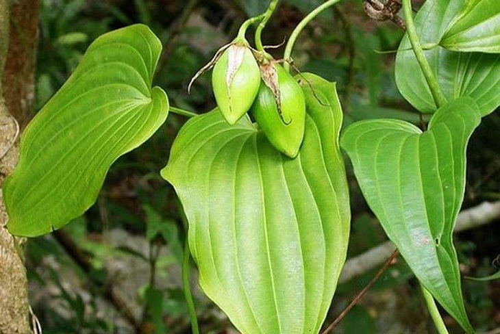 Cây bách bộ