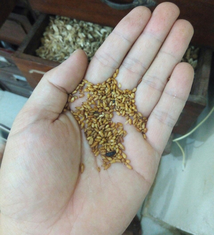 Các vị thuốc Nam dưỡng tâm an thần hạ áp