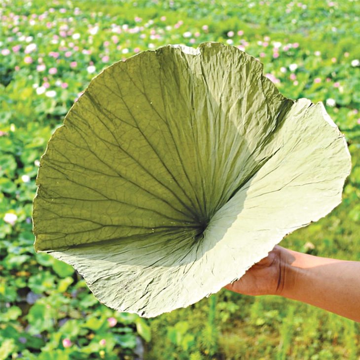 Các vị thuốc Nam dưỡng tâm an thần hạ áp