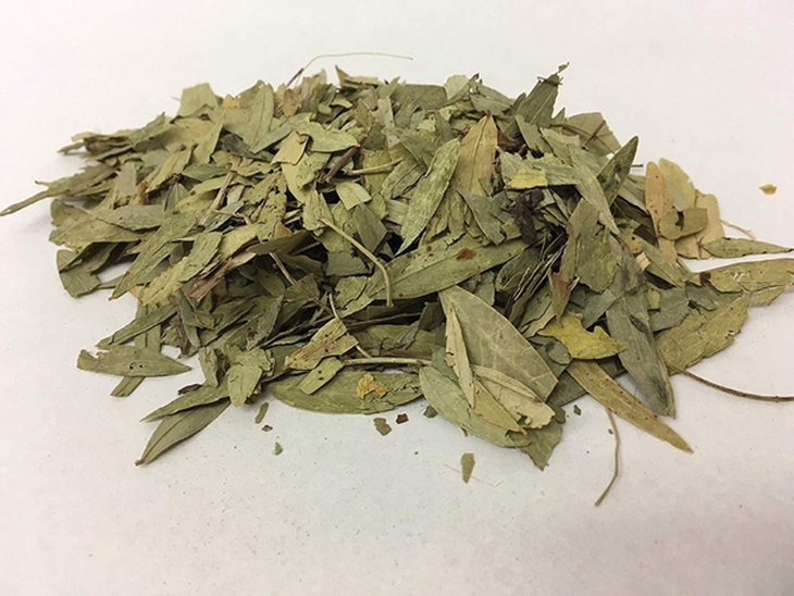 Phan tả diệp 
