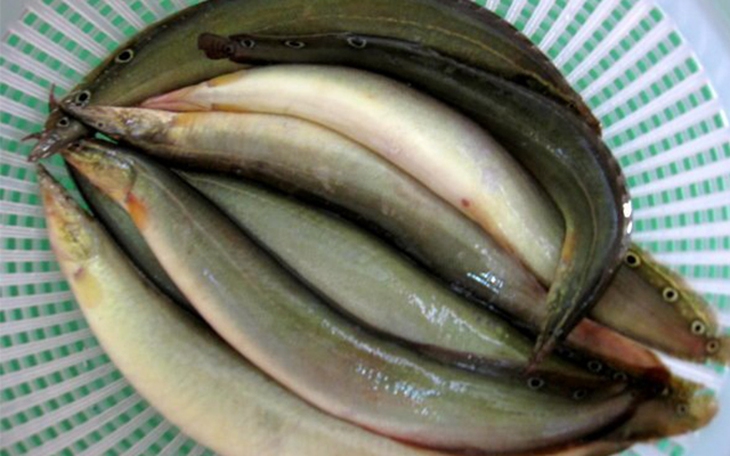 Cá chạch 