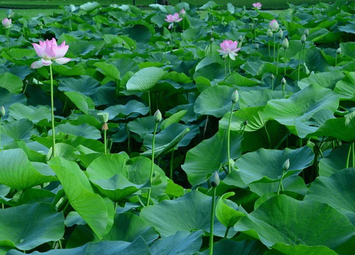 Lá sen chữa bệnh