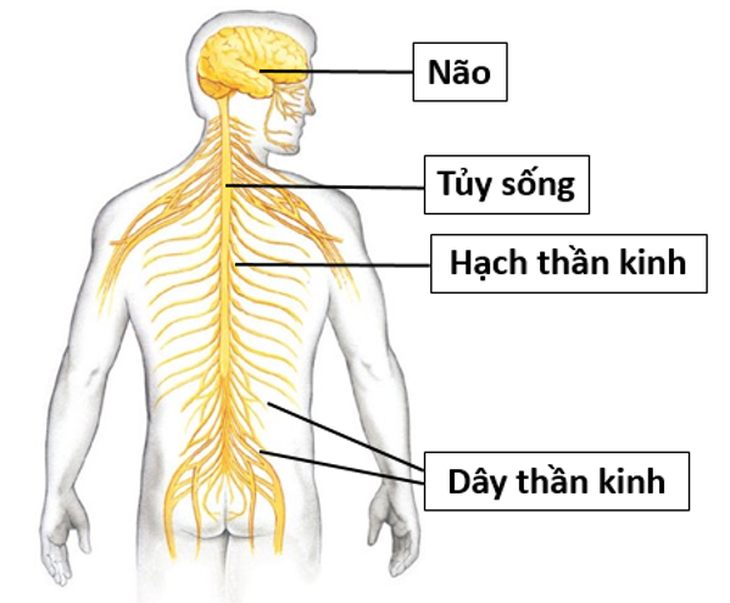 Cách nào giúp hệ thần kinh khỏe mạnh?