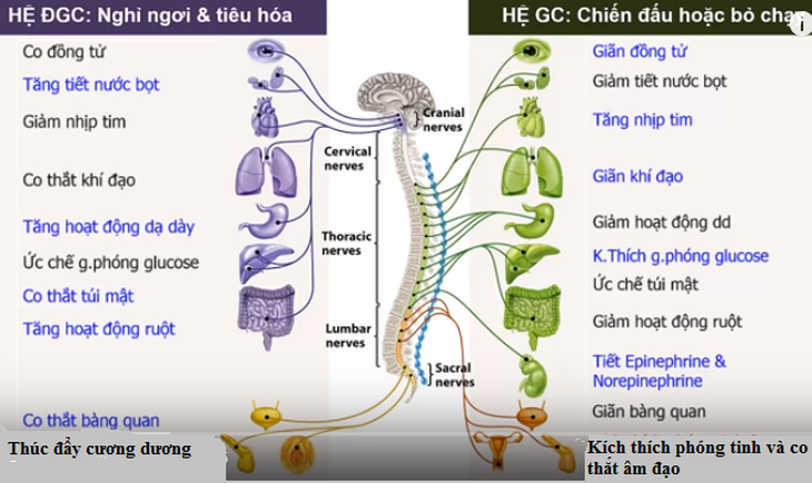 Rối loạn thần kinh thực vật