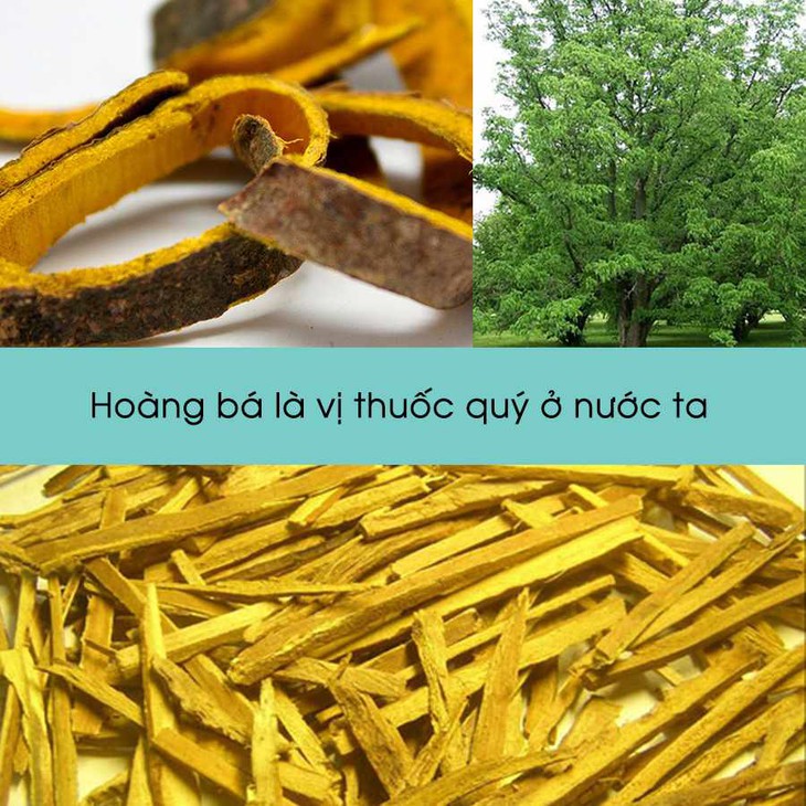 Bài thuốc trị chứng thận khí hư