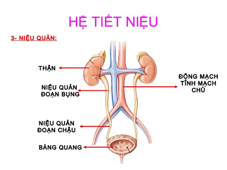 Nhận biết, xử trí nhiễm trùng tiết niệu ở người cao tuổi