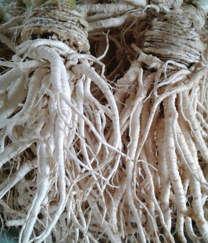 Công dụng tuyệt vời của Thập toàn đại bổ