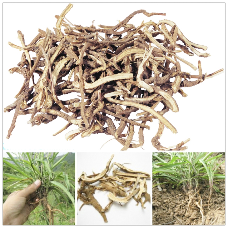 Thảo dược chữa bệnh gan do rượu