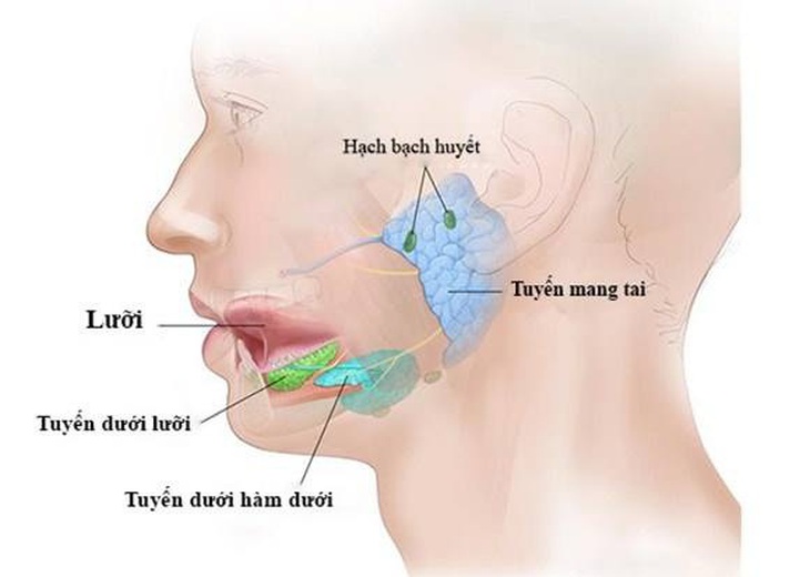 Cẩn thận khi sưng tuyến nước bọt mang tai