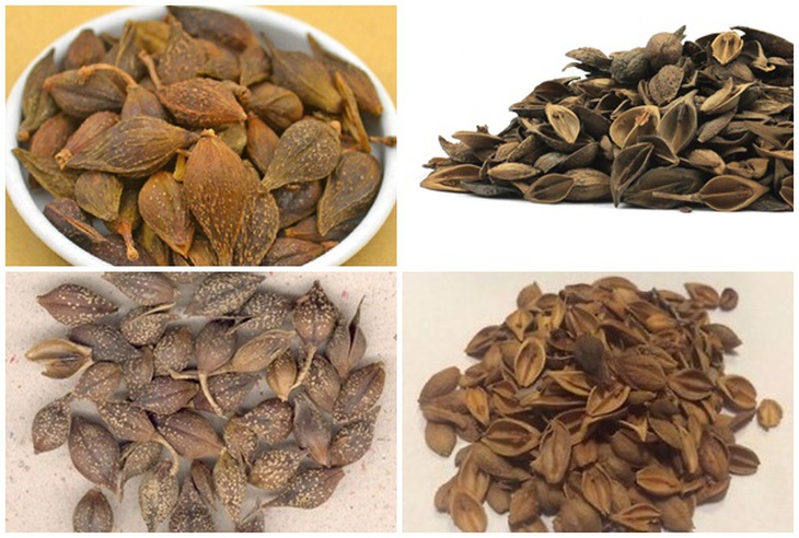 Bài thuốc trị viêm đường hô hấp trên