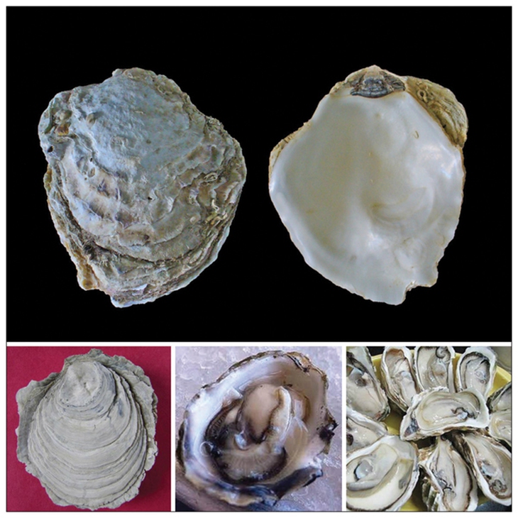 Vị thuốc mẫu lệ